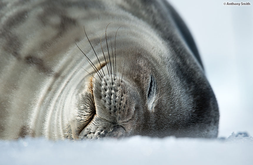 Antarctic_2021_01_Abenteuer und Wildtiere